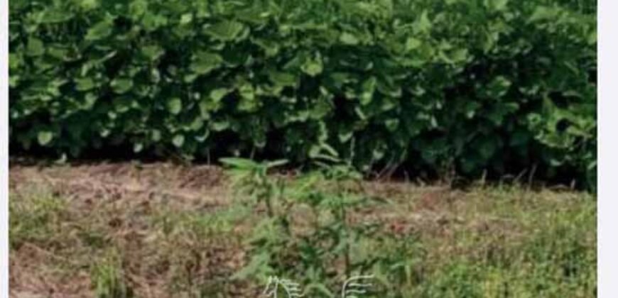 Fazenda de Milho e Grão à Venda 13.530 hectares Estrutura Completa | Sinop/MT