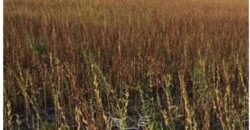 Fazenda de Milho e Grão à Venda 13.530 hectares Estrutura Completa | Sinop/MT