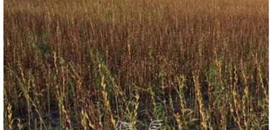 Fazenda de Milho e Grão à Venda 13.530 hectares Estrutura Completa | Sinop/MT