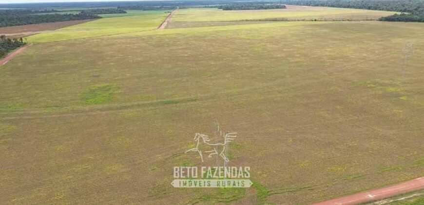 Fazenda à Venda 5.200 hectares Lavoura de Soja e Milho c/ Armazenamento | Tailândia / PA