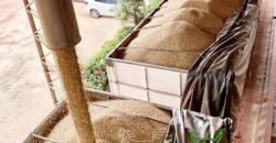 Fazenda à Venda 5.200 hectares Lavoura de Soja e Milho c/ Armazenamento | Tailândia / PA