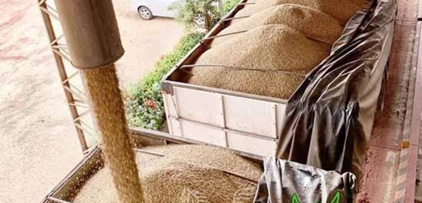 Fazenda à Venda 5.200 hectares Lavoura de Soja e Milho c/ Armazenamento | Tailândia / PA