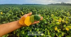 Fazenda à Venda 5.200 hectares Lavoura de Soja e Milho c/ Armazenamento | Tailândia / PA