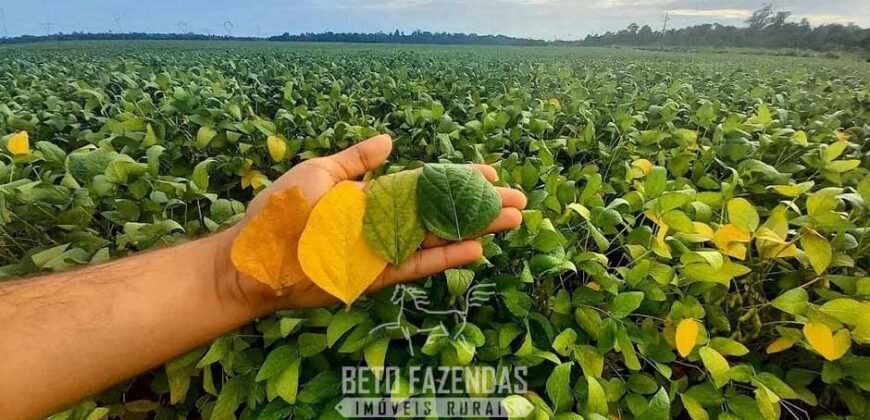 Fazenda à Venda 5.200 hectares Lavoura de Soja e Milho c/ Armazenamento | Tailândia / PA