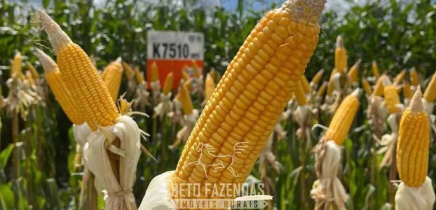 Fazenda à Venda 5.200 hectares Lavoura de Soja e Milho c/ Armazenamento | Tailândia / PA