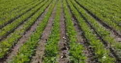 Fazenda à Venda 5.200 hectares Lavoura de Soja e Milho c/ Armazenamento | Tailândia / PA
