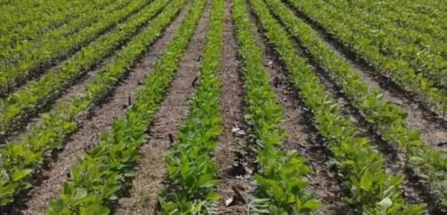 Fazenda à Venda 5.200 hectares Lavoura de Soja e Milho c/ Armazenamento | Tailândia / PA
