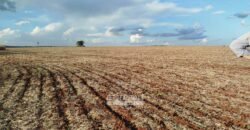 Fazenda para Arrendamento 7.000 has Lavoura de Soja, Milho e Algodão | Sinop/MT