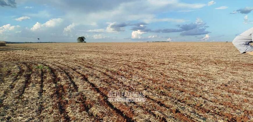 Fazenda para Arrendamento 7.000 has Lavoura de Soja, Milho e Algodão | Sinop/MT