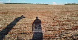 Fazenda para Arrendamento 7.000 has Lavoura de Soja, Milho e Algodão | Sinop/MT