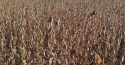 Fazenda para Arrendamento 7.000 has Lavoura de Soja, Milho e Algodão | Sinop/MT