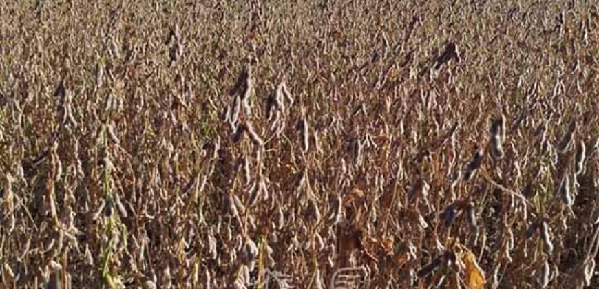 Fazenda para Arrendamento 7.000 has Lavoura de Soja, Milho e Algodão | Sinop/MT