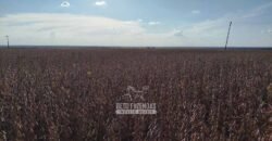 Fazenda para Arrendamento 7.000 has Lavoura de Soja, Milho e Algodão | Sinop/MT