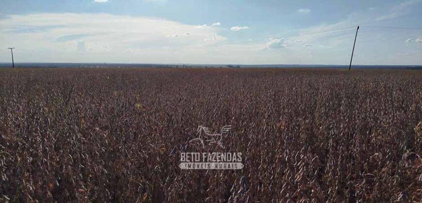 Fazenda para Arrendamento 7.000 has Lavoura de Soja, Milho e Algodão | Sinop/MT