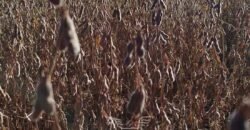 Fazenda para Arrendamento 7.000 has Lavoura de Soja, Milho e Algodão | Sinop/MT