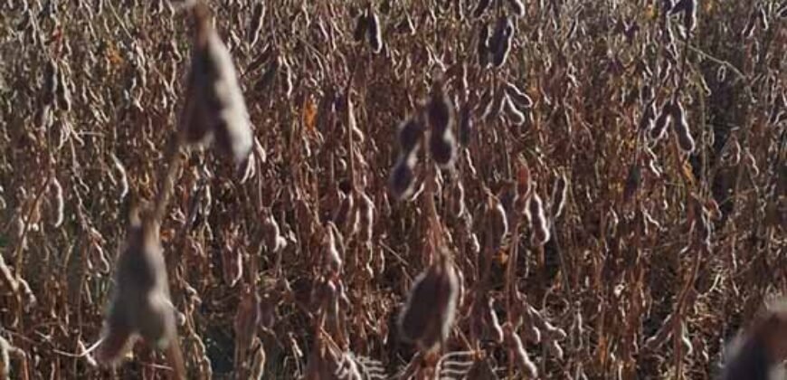 Fazenda para Arrendamento 7.000 has Lavoura de Soja, Milho e Algodão | Sinop/MT