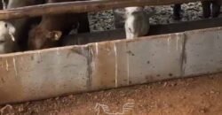 Fazenda à Venda 2.900 Hectares Potência de Dupla Aptidão Lavoura e Pecuária no interior de Santa Catariana