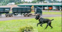 Fazenda à Venda 2.900 Hectares Potência de Dupla Aptidão Lavoura e Pecuária no interior de Santa Catariana