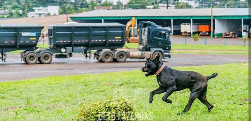 Fazenda à Venda 2.900 Hectares Potência de Dupla Aptidão Lavoura e Pecuária no interior de Santa Catariana