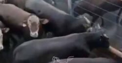 Fazenda à Venda 2.900 Hectares Potência de Dupla Aptidão Lavoura e Pecuária no interior de Santa Catariana