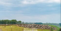 Fazenda à Venda 2.900 Hectares Potência de Dupla Aptidão Lavoura e Pecuária no interior de Santa Catariana