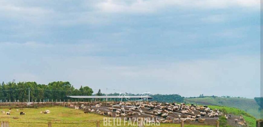 Fazenda à Venda 2.900 Hectares Potência de Dupla Aptidão Lavoura e Pecuária no interior de Santa Catariana