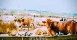 Fazenda à Venda 2.900 Hectares Potência de Dupla Aptidão Lavoura e Pecuária no interior de Santa Catariana