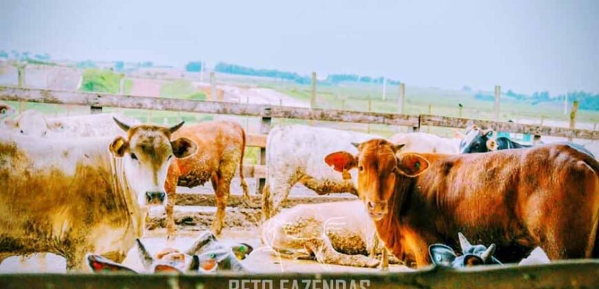 Fazenda à Venda 2.900 Hectares Potência de Dupla Aptidão Lavoura e Pecuária no interior de Santa Catariana