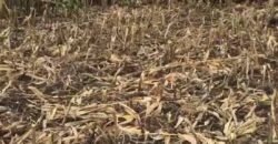 Fazenda à Venda 2.900 Hectares Potência de Dupla Aptidão Lavoura e Pecuária no interior de Santa Catariana