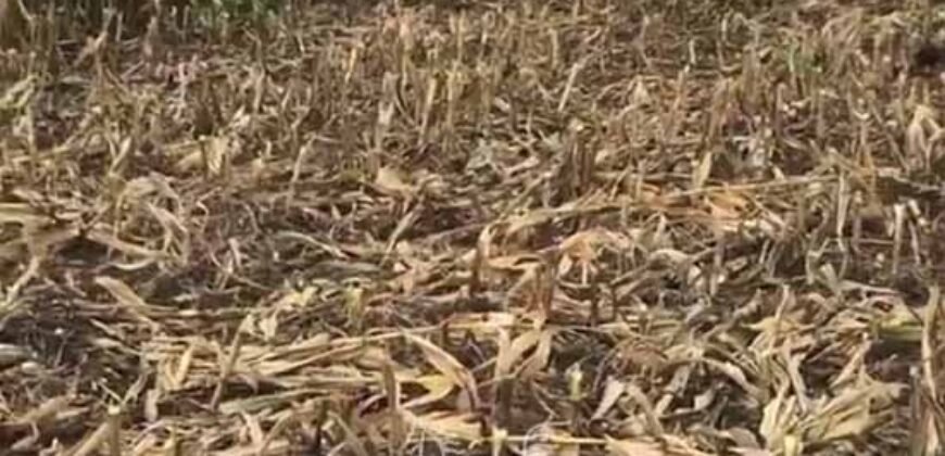 Fazenda à Venda 2.900 Hectares Potência de Dupla Aptidão Lavoura e Pecuária no interior de Santa Catariana