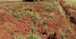 Fazenda à Venda 2.900 Hectares Potência de Dupla Aptidão Lavoura e Pecuária no interior de Santa Catariana