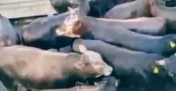 Fazenda à Venda 2.900 Hectares Potência de Dupla Aptidão Lavoura e Pecuária no interior de Santa Catariana