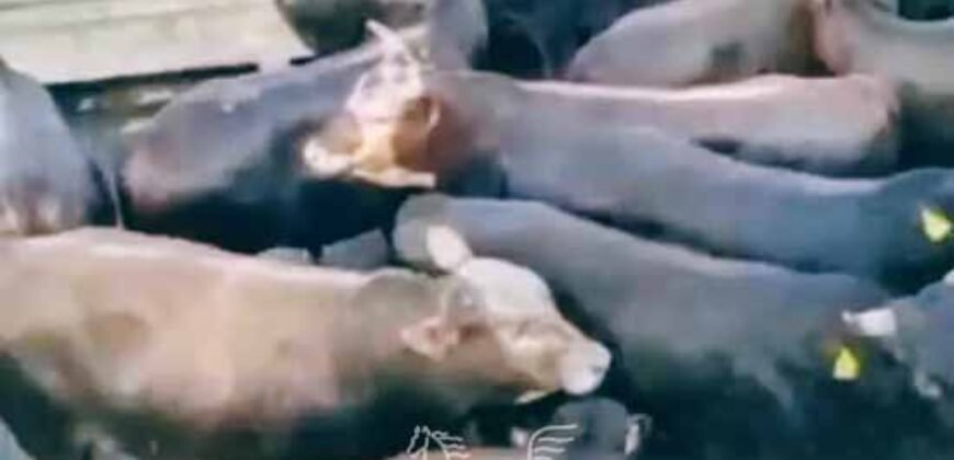 Fazenda à Venda 2.900 Hectares Potência de Dupla Aptidão Lavoura e Pecuária no interior de Santa Catariana