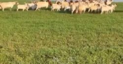 Fazenda à Venda 2.900 Hectares Potência de Dupla Aptidão Lavoura e Pecuária no interior de Santa Catariana