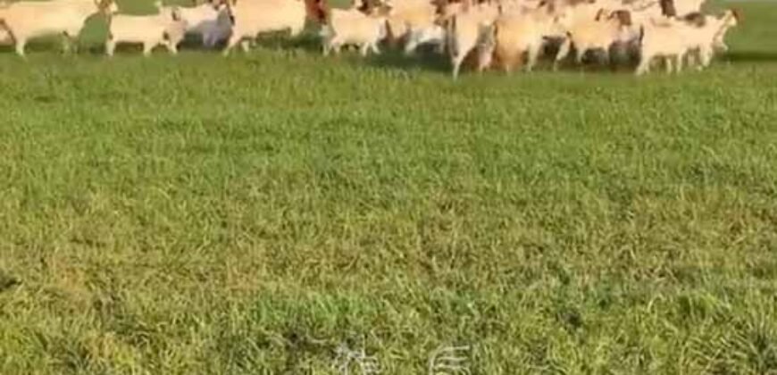 Fazenda à Venda 2.900 Hectares Potência de Dupla Aptidão Lavoura e Pecuária no interior de Santa Catariana