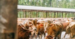 Fazenda à Venda 2.900 Hectares Potência de Dupla Aptidão Lavoura e Pecuária no interior de Santa Catariana