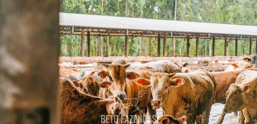 Fazenda à Venda 2.900 Hectares Potência de Dupla Aptidão Lavoura e Pecuária no interior de Santa Catariana