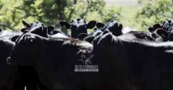 Fazenda à Venda Dupla Aptidão Lavoura e Pecuária Raridade no interior do Paraná