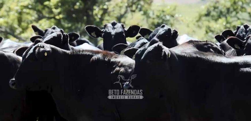 Fazenda à Venda Dupla Aptidão Lavoura e Pecuária Raridade no interior do Paraná