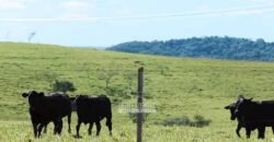 Fazenda à Venda Dupla Aptidão Lavoura e Pecuária Raridade no interior do Paraná