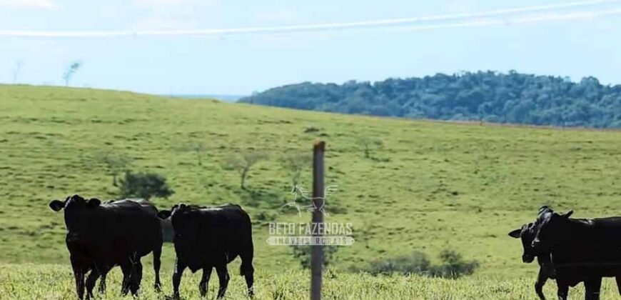 Fazenda à Venda Dupla Aptidão Lavoura e Pecuária Raridade no interior do Paraná