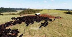 Fazenda à Venda Dupla Aptidão Lavoura e Pecuária Raridade no interior do Paraná