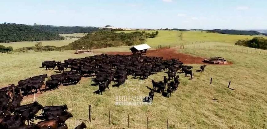 Fazenda à Venda Dupla Aptidão Lavoura e Pecuária Raridade no interior do Paraná