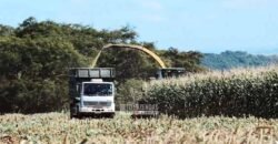 Fazenda à Venda Dupla Aptidão Lavoura e Pecuária Raridade no interior do Paraná