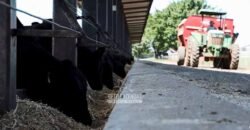 Fazenda à Venda Dupla Aptidão Lavoura e Pecuária Raridade no interior do Paraná