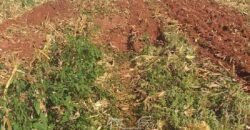 Fazenda de Soja à Venda 473 Hectares com Infraestrutura e Logística no Interior do Paraná