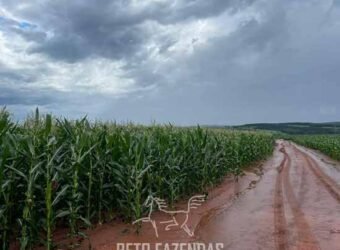 Fazenda de Soja à Venda 473 Hectares com Infraestrutura e Logística no Interior do Paraná