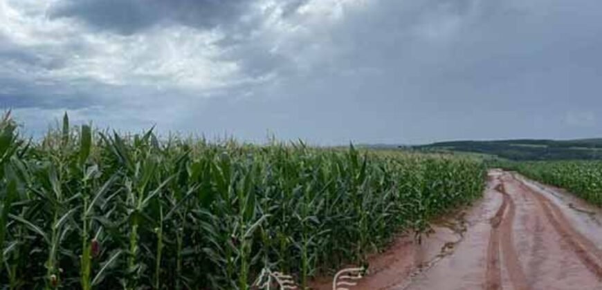 Fazenda de Soja à Venda 473 Hectares com Infraestrutura e Logística no Interior do Paraná