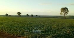 Fazenda de Soja à Venda 473 Hectares com Infraestrutura e Logística no Interior do Paraná