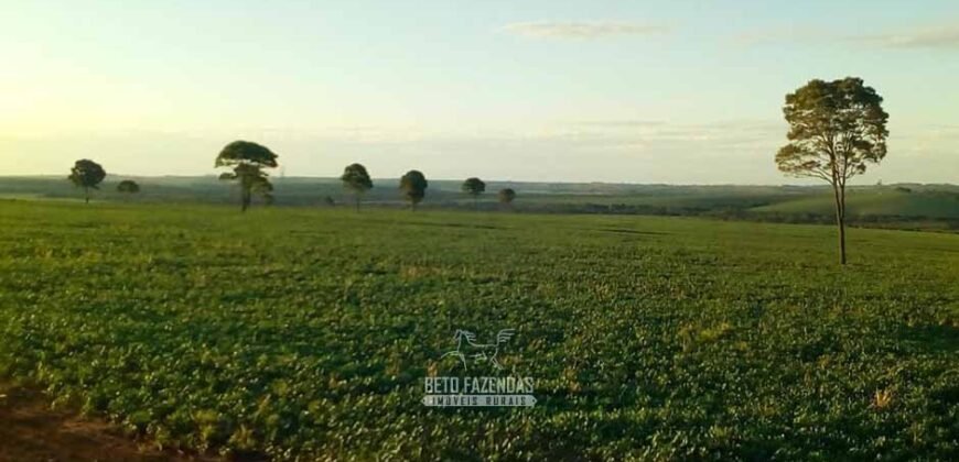 Fazenda de Soja à Venda 473 Hectares com Infraestrutura e Logística no Interior do Paraná